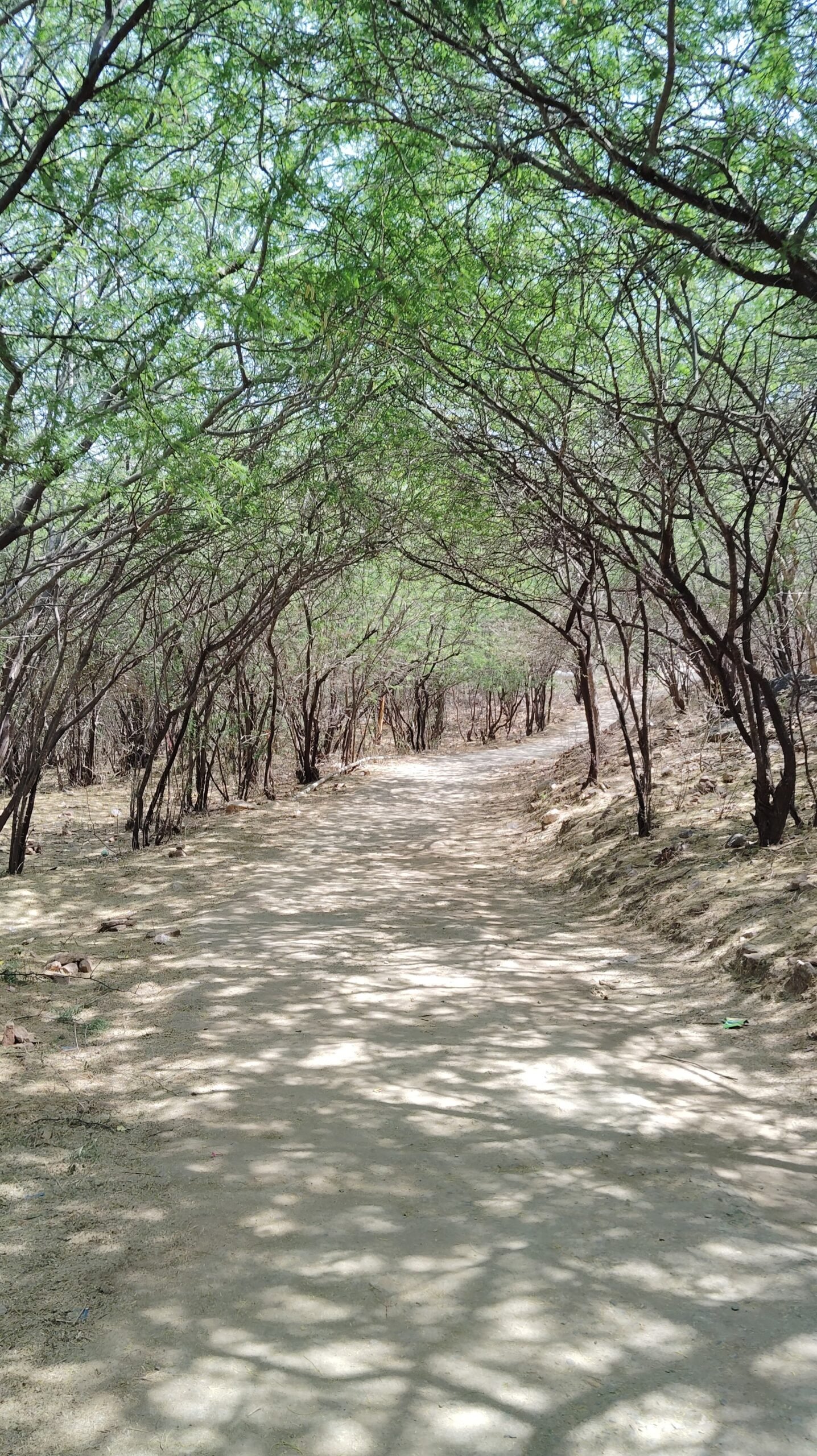 A calm walk on a nature path